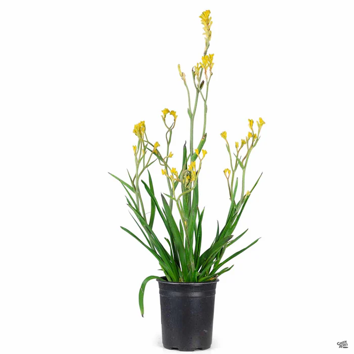 1406-kangaroo-paw-10.webp Kangaroo Paw