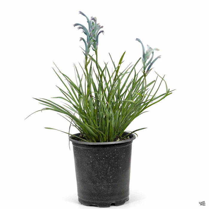 1406-kangaroo-paw-11.webp Kangaroo Paw