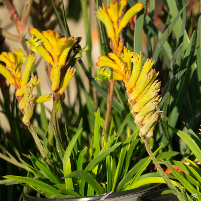 1406-kangaroo-paw-2.webp Kangaroo Paw