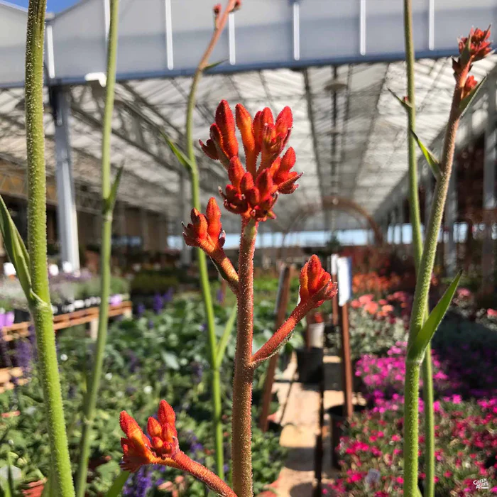1406-kangaroo-paw-3.webp Kangaroo Paw