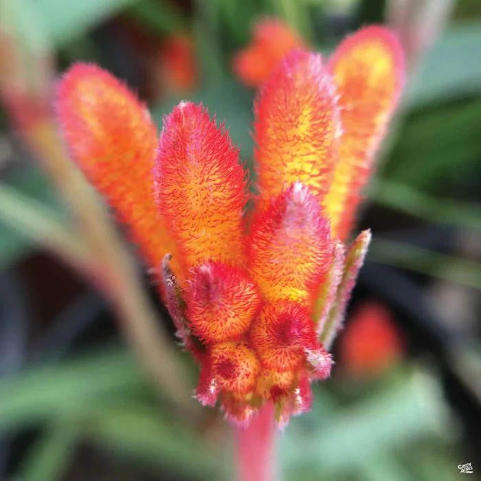 1406-kangaroo-paw-4.webp Kangaroo Paw