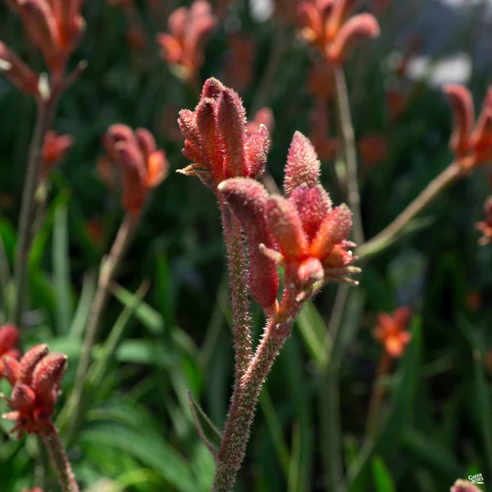 1406-kangaroo-paw-5.webp Kangaroo Paw