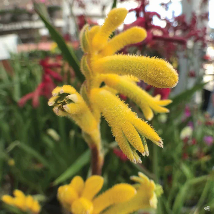 1406-kangaroo-paw-6.webp Kangaroo Paw