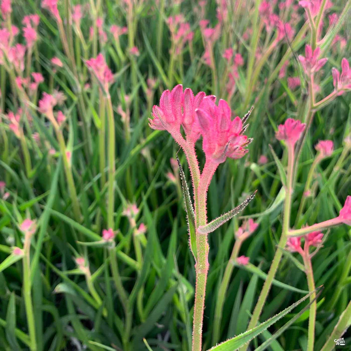 1406-kangaroo-paw-7.webp Kangaroo Paw
