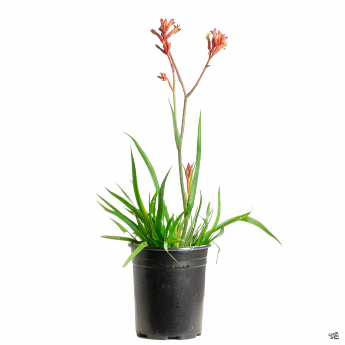 1406-kangaroo-paw-9.webp Kangaroo Paw