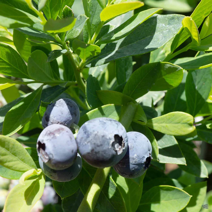 1409-blueberry-jubilee-1.webp Blueberry 'Jubilee'