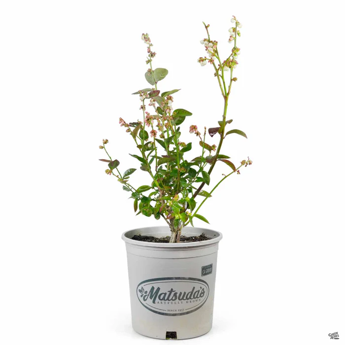 1409-blueberry-jubilee-2.webp Blueberry 'Jubilee'