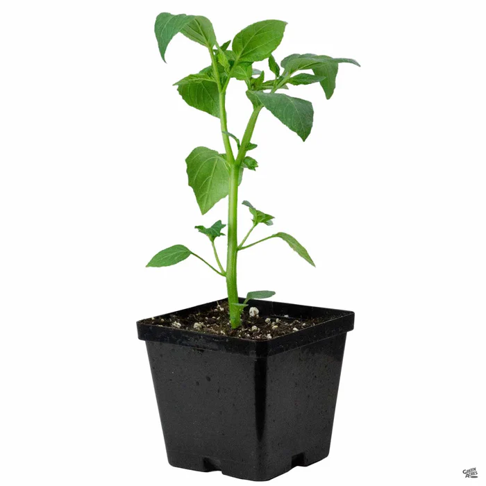 Tomatillo