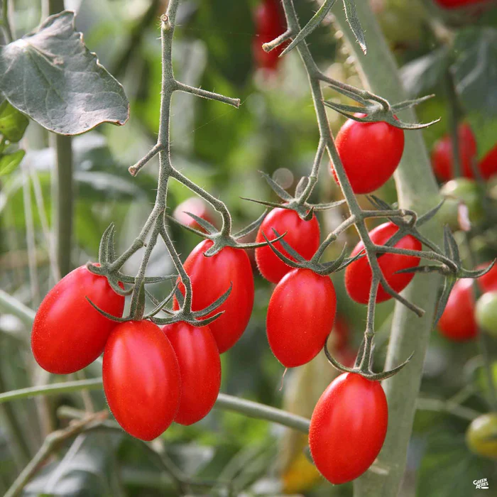 1413-tomato-amish-paste-1.webp Tomato 'Amish Paste'