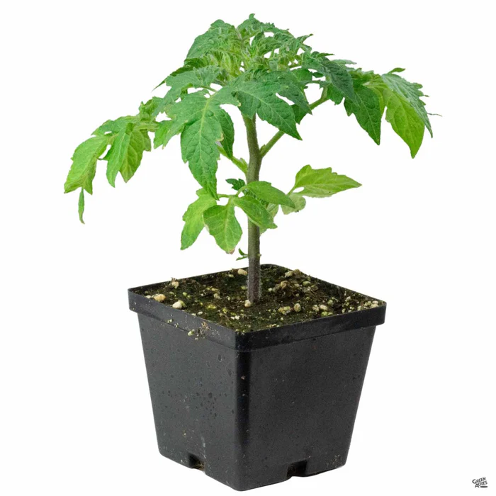 1413-tomato-amish-paste-2.webp Tomato 'Amish Paste'