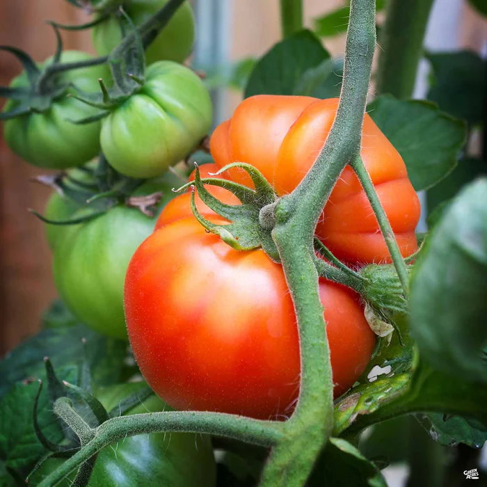 Tomato 'Beefsteak'