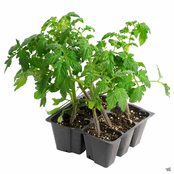 Tomato 'Better Boy'