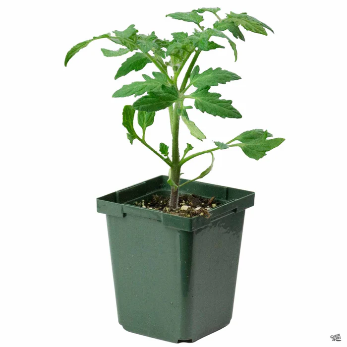 Tomato 'Better Boy'