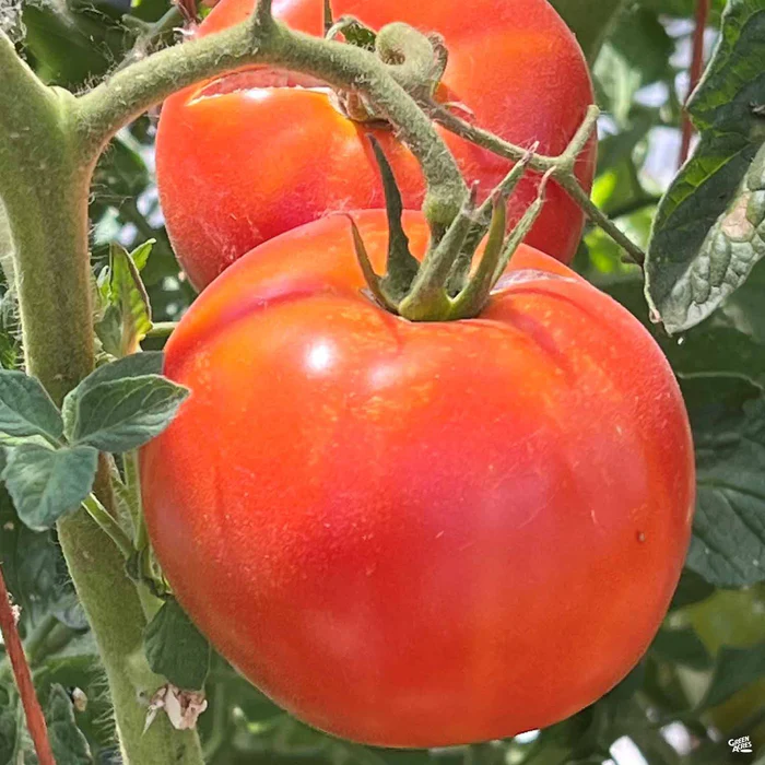 1423-tomato-big-beef-1.webp Tomato 'Big Beef'
