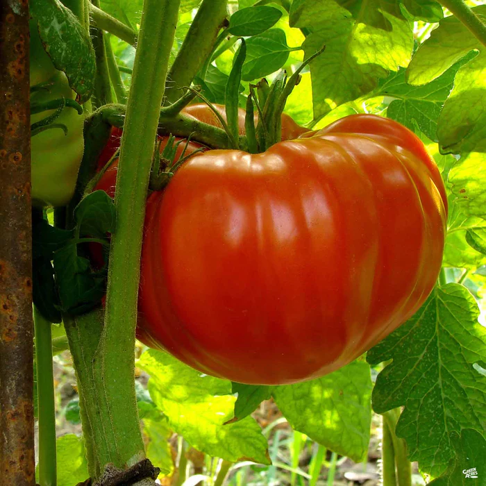 1423-tomato-big-beef-2.webp Tomato 'Big Beef'