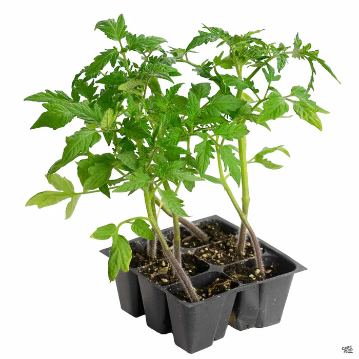 1423-tomato-big-beef-3.webp Tomato 'Big Beef'