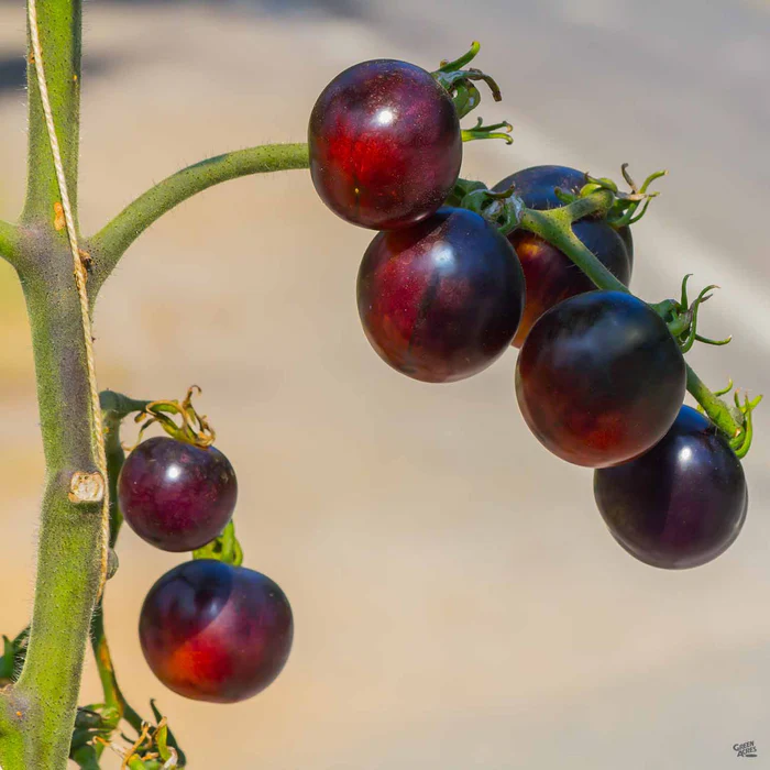 1427-tomato-black-cherry-1.webp Tomato 'Black Cherry'
