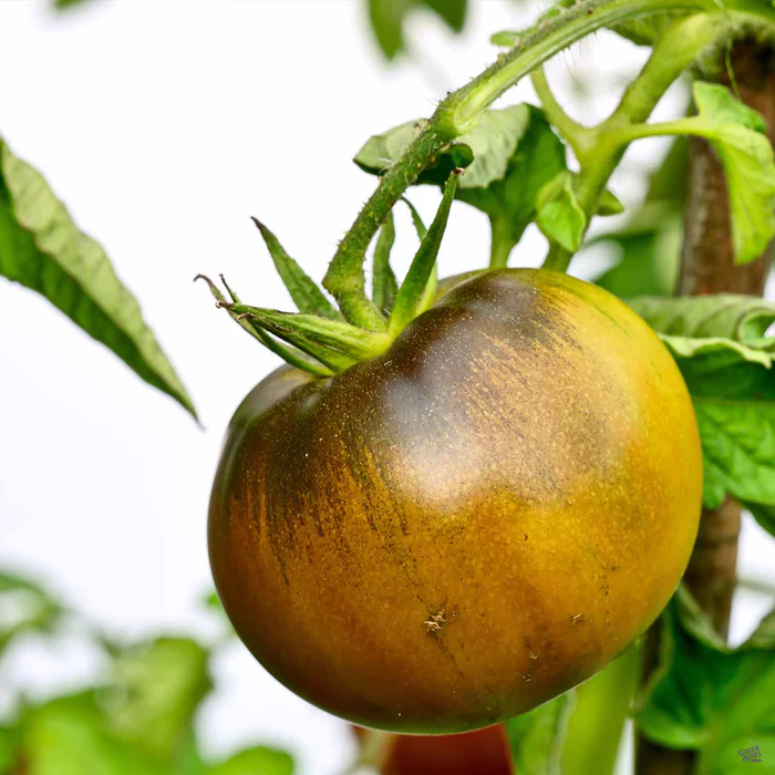 Tomato 'Black Krim'