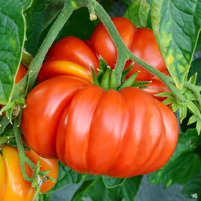 Tomato 'Red Brandywine'