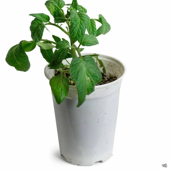 Tomato 'Red Brandywine'