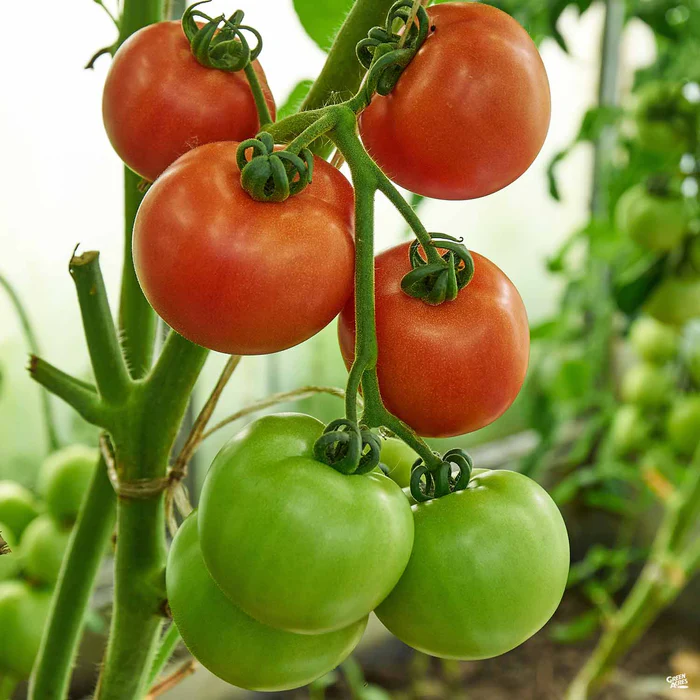 1432-tomato-brandy-boy-1.webp Tomato 'Brandy Boy'