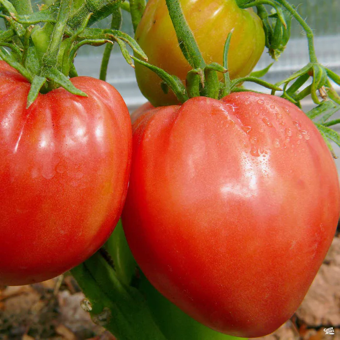 Tomato 'Bull's Heart'