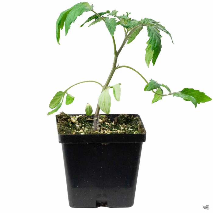 Tomato 'Bull's Heart'