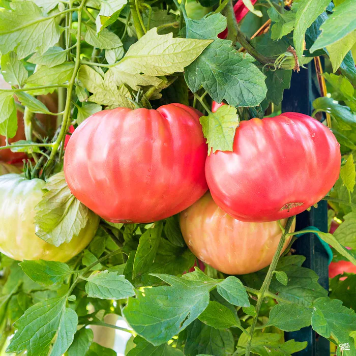 Tomato 'Caspian Pink'