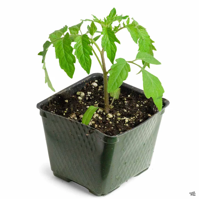 1434-tomato-caspian-pink-2.webp Tomato 'Caspian Pink'