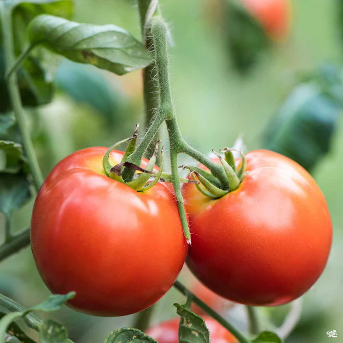 Tomato 'Celebrity'