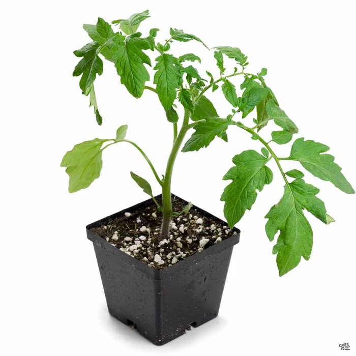 Tomato 'Celebrity'