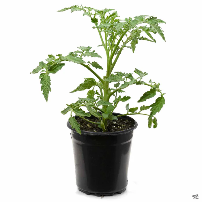 Tomato 'Celebrity'