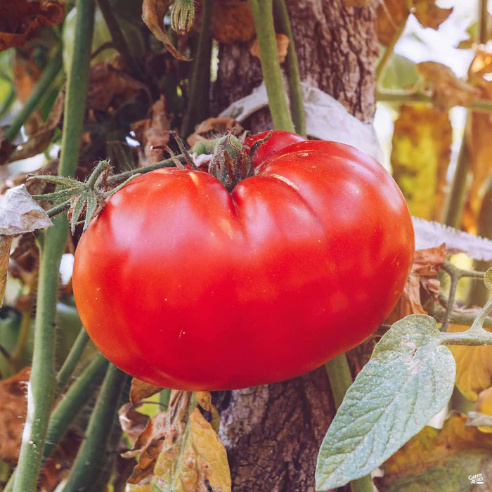 1441-tomato-champion-1.webp Tomato 'Champion'