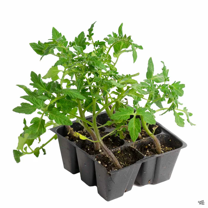 1441-tomato-champion-2.webp Tomato 'Champion'
