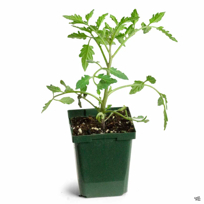 1441-tomato-champion-3.webp Tomato 'Champion'
