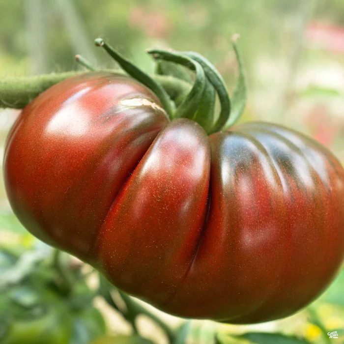 Tomato 'Cherokee Purple'