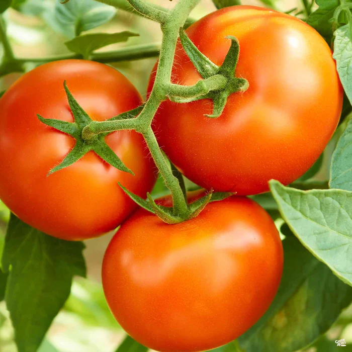 1449-tomato-early-girl-1.webp Tomato 'Early Girl'