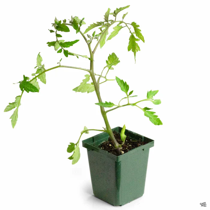 1449-tomato-early-girl-3.webp Tomato 'Early Girl'