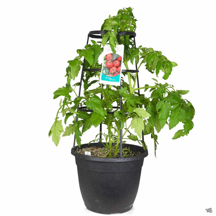 1449-tomato-early-girl-4.webp Tomato 'Early Girl'