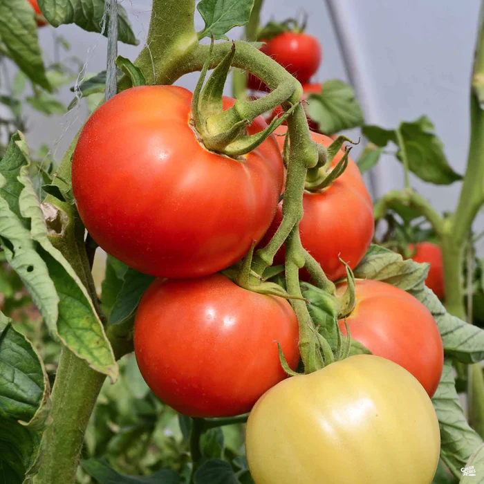Tomato 'Fantastico'
