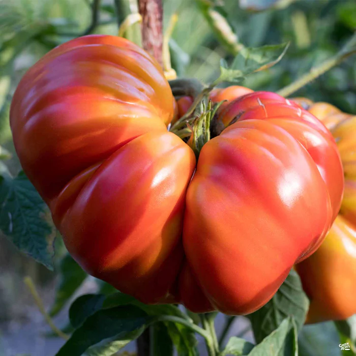 Tomato 'Goliath'