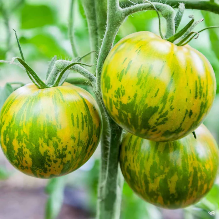 Tomato 'Green Zebra'