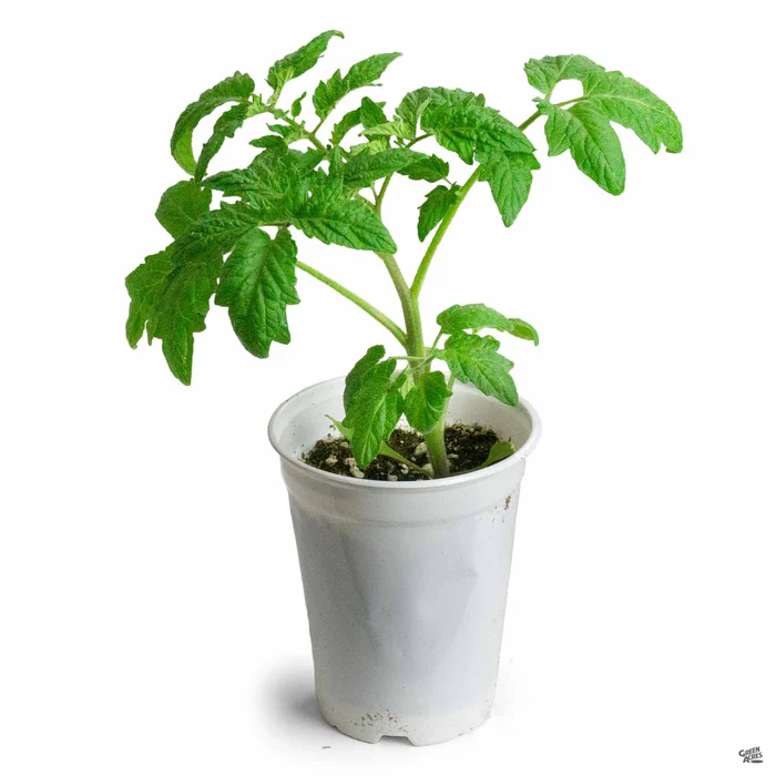 Tomato 'Green Zebra'