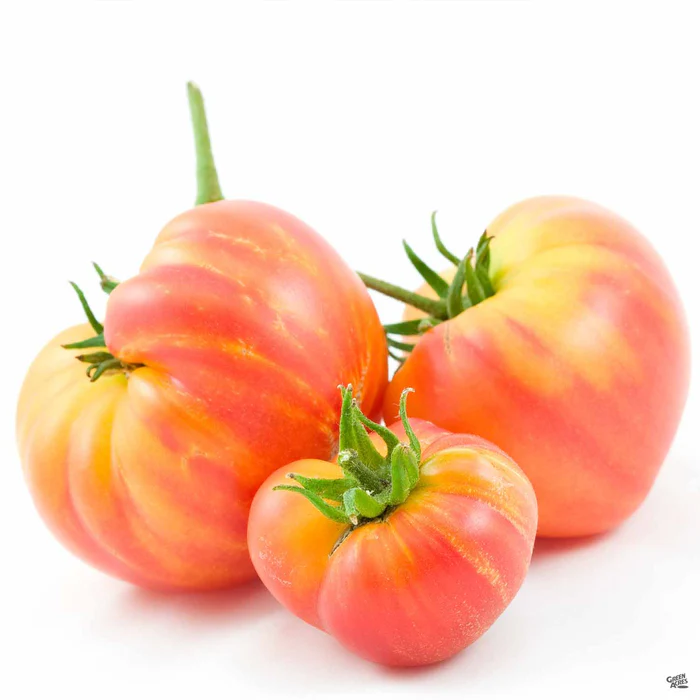 1457-tomato-hillbilly-1.webp Tomato 'Hillbilly'