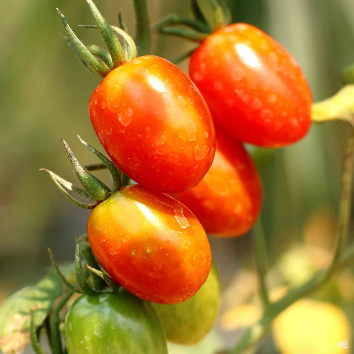 1458-tomato-isis-candy-1.webp Tomato 'Isis Candy'