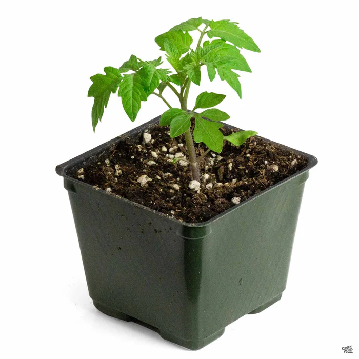 1458-tomato-isis-candy-2.webp Tomato 'Isis Candy'