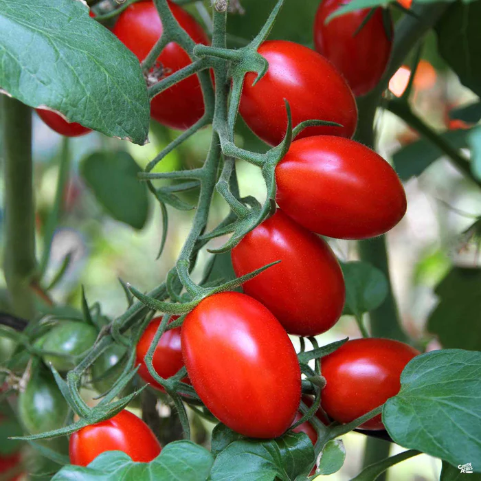 1459-tomato-jelly-bean-1.webp Tomato 'Jelly Bean'