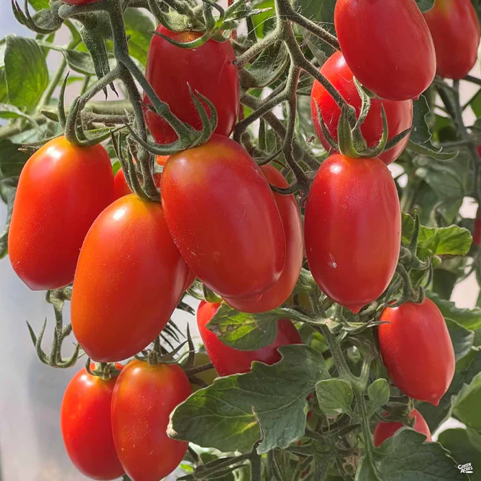 Tomato 'Juliet'