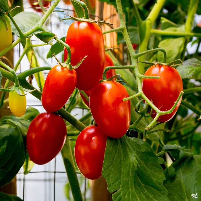 Tomato 'Juliet'