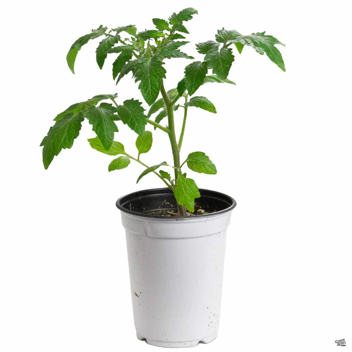 Tomato 'Juliet'
